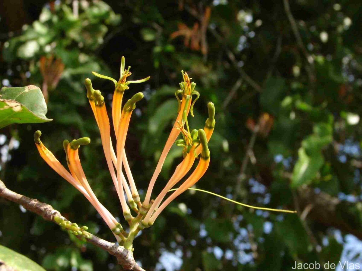 Dendrophthoe falcata (L.f.) Ettingsh.